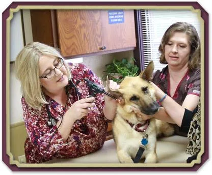 Pet Wellness Services in New Paltz NY