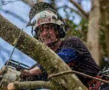 SG Tree Services  Tree Removal and Cutting Services
