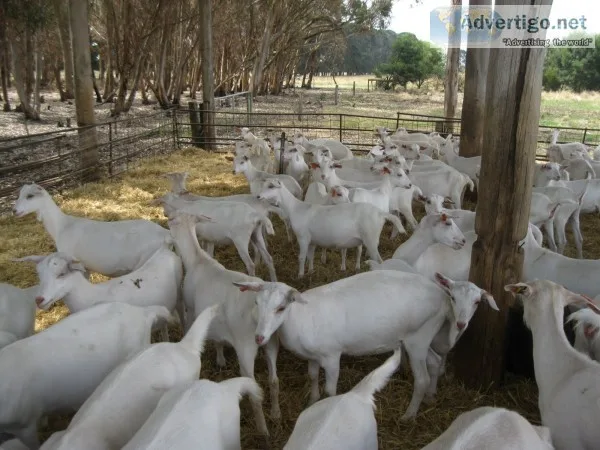 Senaan milk goats for sale