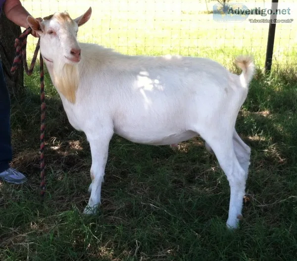 Senaan milk goats for sale