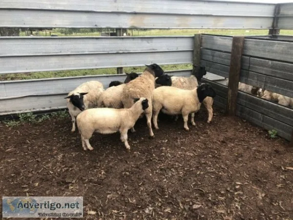 Dorper ewes , rams and lambs for sale