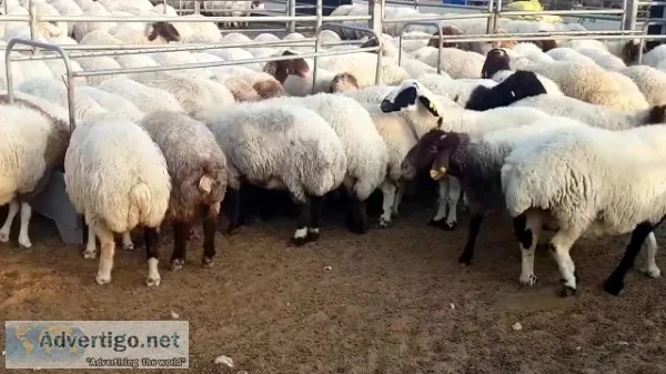 Awassi fat tailed sheep for sale