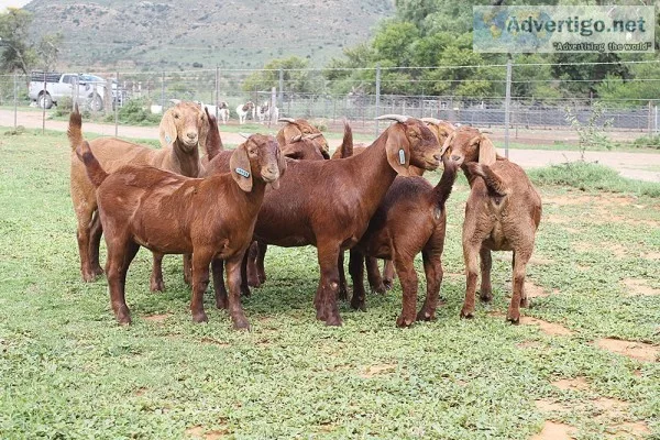 Kalahari red goat for sale