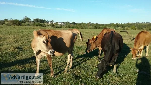 Bred jersey heifers for sale