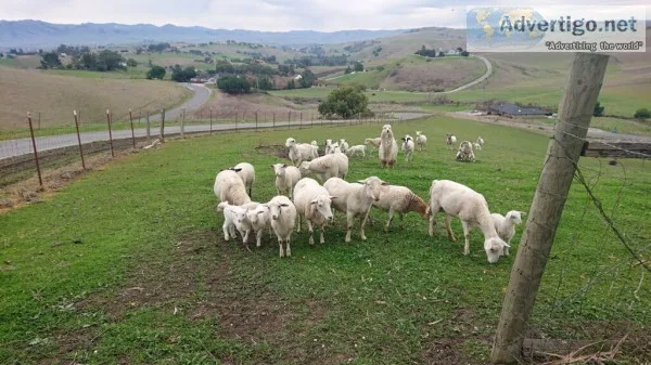 Dorper ewes , rams and lambs for sale