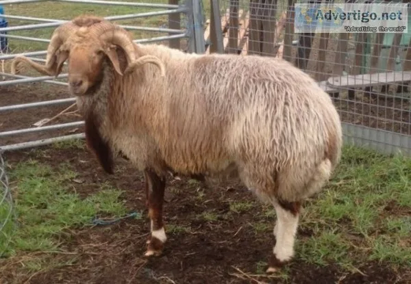 Awassi fat tailed sheep for sale