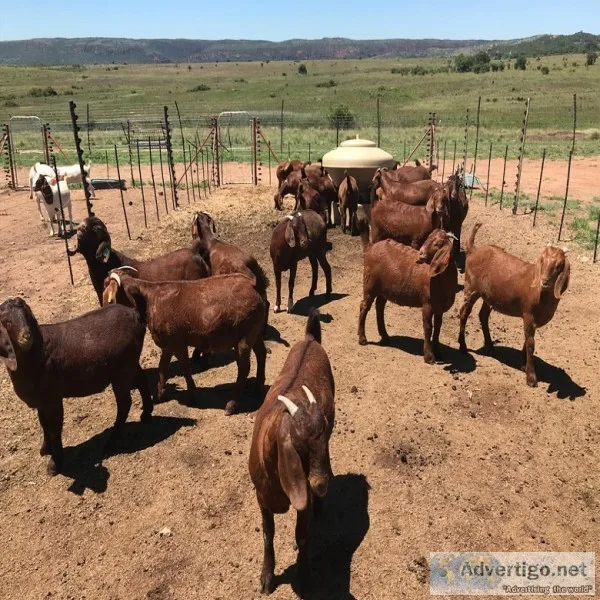 Kalahari red goat for sale