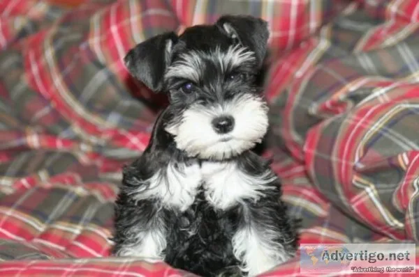 Mini schnauzer puppies for sale
