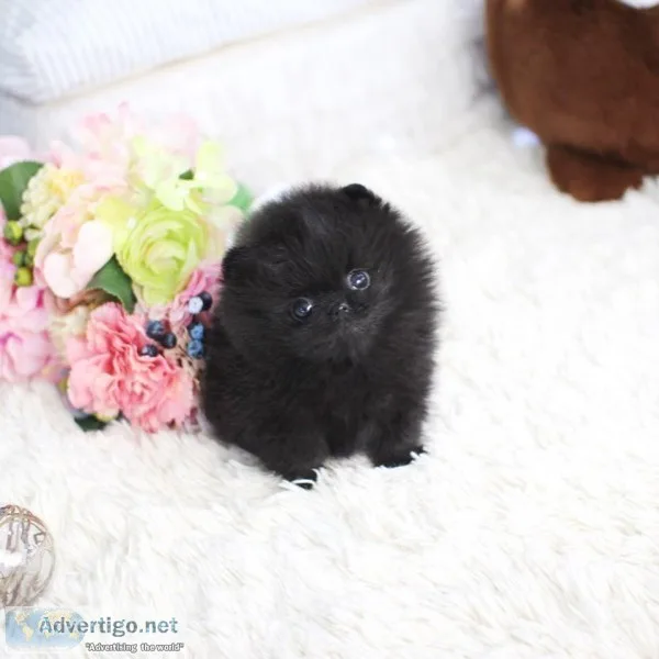 Pomeranian puppies for sale