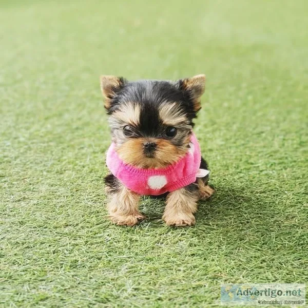 Micro yorkies for sale