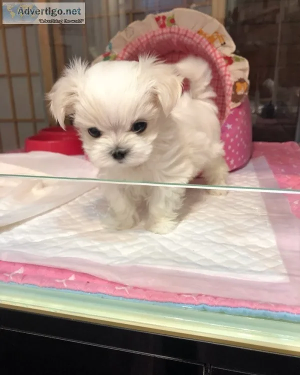 Maltese puppies for sale