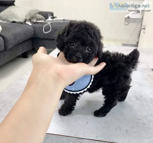 Toy poodle puppies for sale