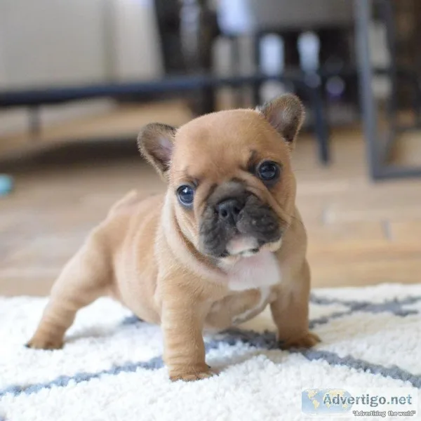 Mini french bulldog puppies for sale