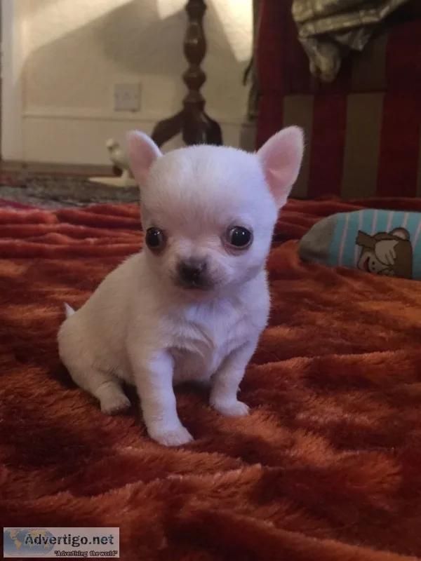 Chihuahua puppies for sale