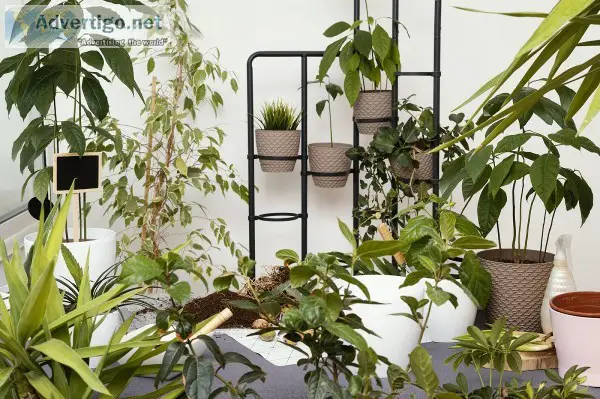 Buy indoor flower plants | online indoor plant delivery in dubai