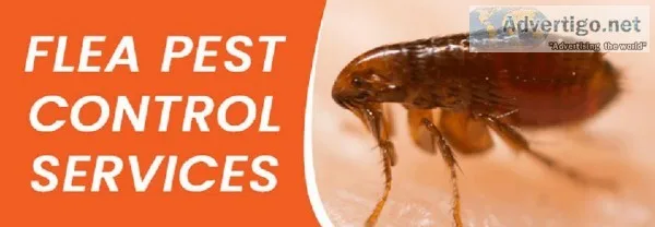 Flea Control Sunshine Coast
