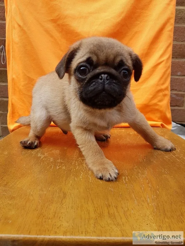 Teacup pug puppies for sale