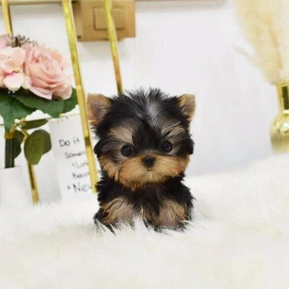 Micro yorkies for sale