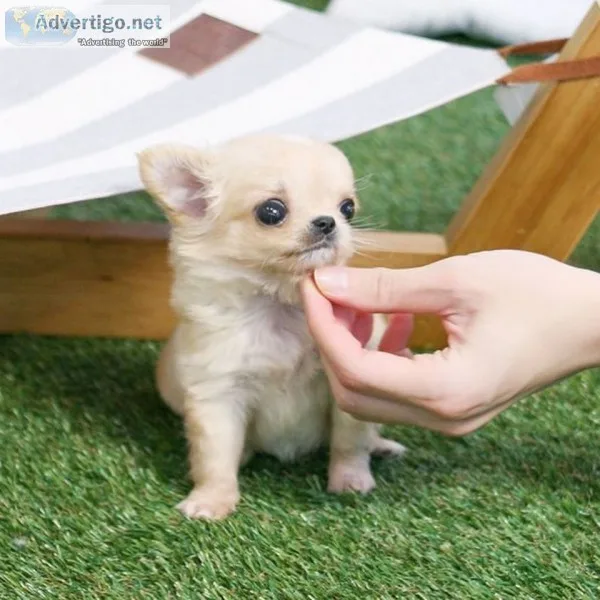 Chihuahua puppies for sale