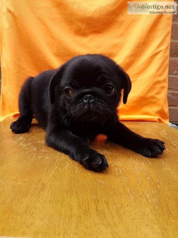 Teacup pug puppies for sale