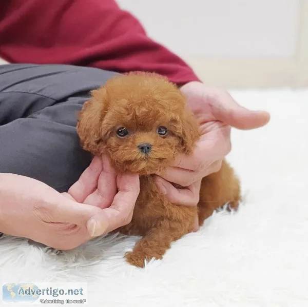 Toy poodle puppies for sale