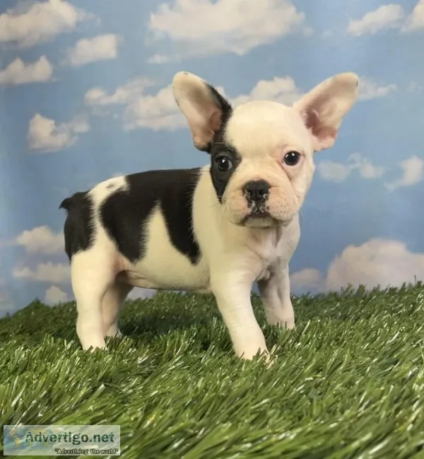 Lucy Female Frenchton