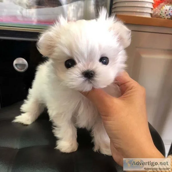 Maltese puppies for sale