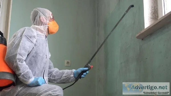 The Best Mold Cleanup near me