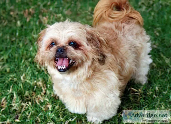 Adorable lhasa apso puppies for sale in pune
