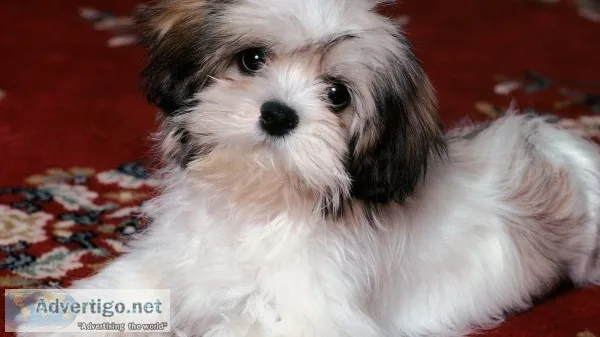 Adorable lhasa apso puppies for sale in pune
