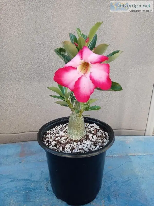 Desert Rose Plant Seed Grown Yearling Adenium Obesum Bonsai