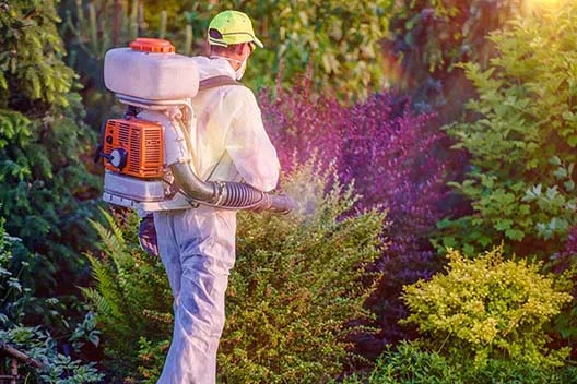 Pest control services in chennai