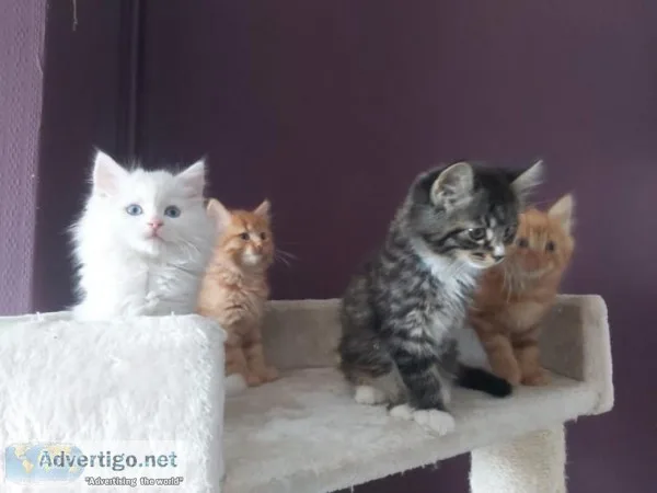 Last 2 Persian Boys Looking For New Home