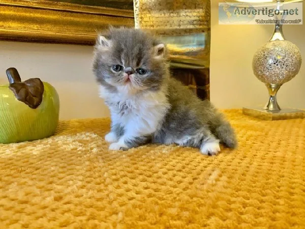 Persian Chinchilla Kittens