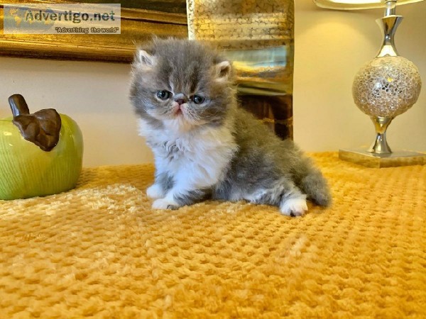 Show Quality Gccf Persian Babies