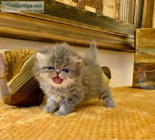 adorable Persian Babies