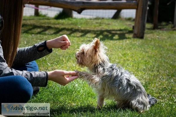 Dog Aggression Modification Services in Albany NY