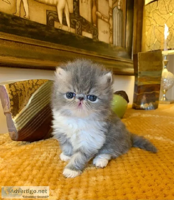 adorable Persian Babies
