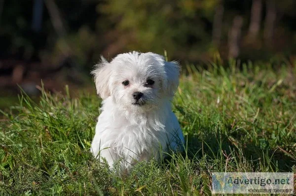 Dog Vet Services in McLean