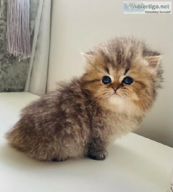 Beautiful Chinchilla Persian Kittens