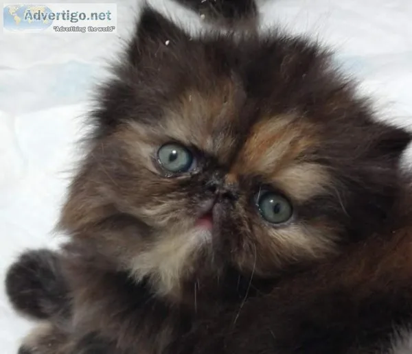 Pure Persian Kitten