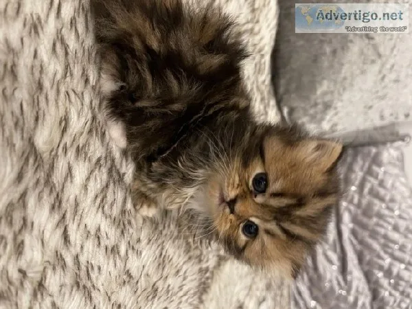 Persian Kittens