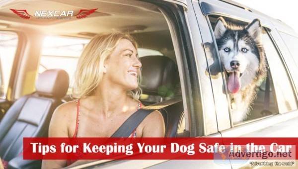 Easy Tips for Keeping Your Dog Safe in the Car