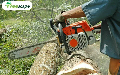 Arborist in Auckland