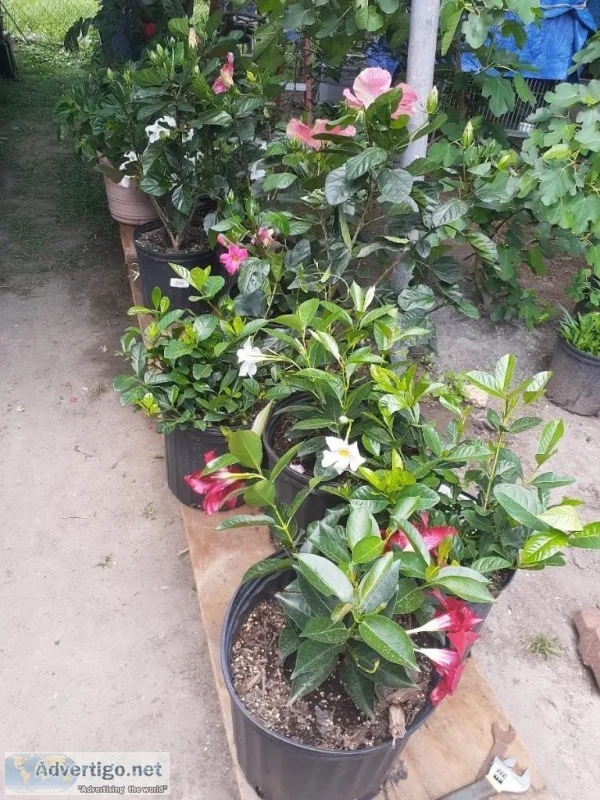PlantsFlowers