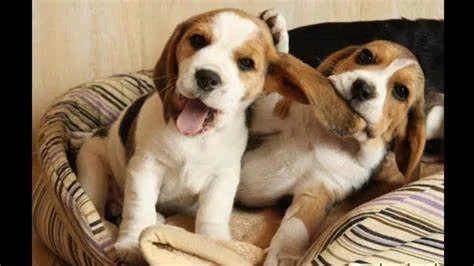Male and female beagle puppies available