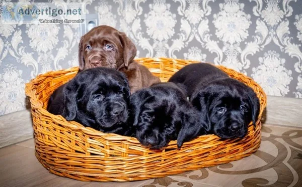 Labrador retriever puppies available