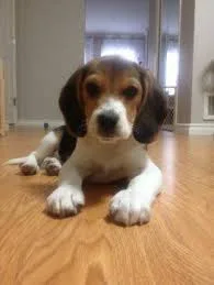 Male and female beagle puppies available