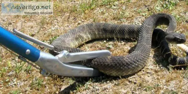Best Snake Pest Control Services in Hyderabad - Pest Control