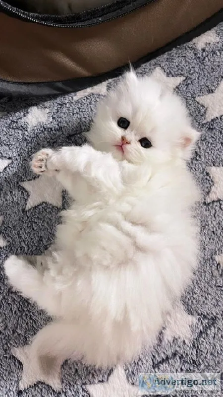 kittens looking for a new home